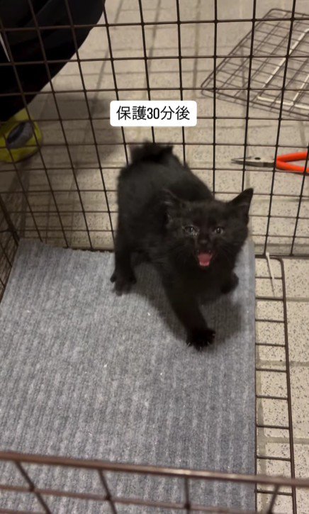 ケージの中の猫