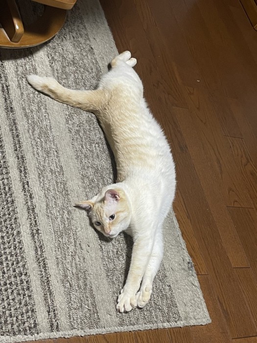 横になって伸びる猫