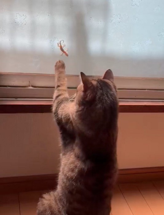 ヤモリを見つめる猫