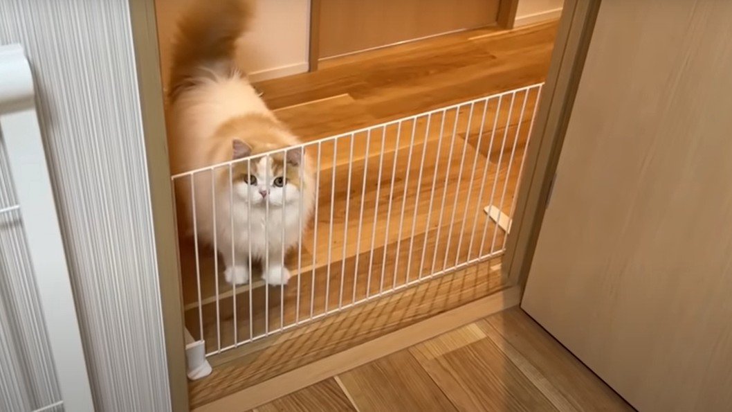 フェンスごしに見上げる猫