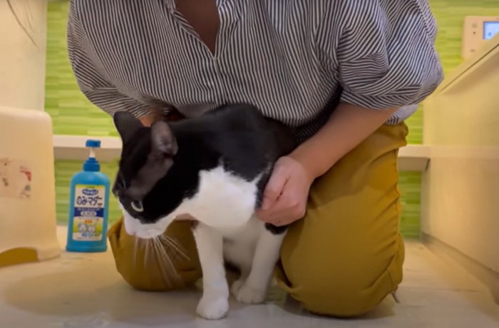 お風呂に入る猫