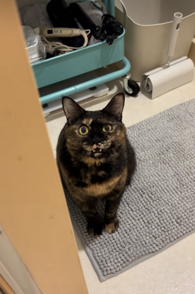 お風呂場の前でママに向かって鳴くサビ猫