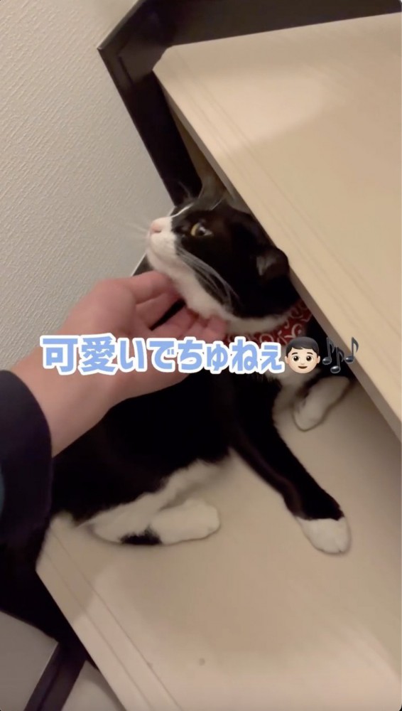 猫に言葉をかけるパパ