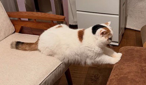 白いソファと茶色いイスの間でブリッジをしているような体勢になっている猫