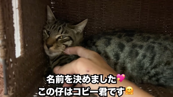 指で顔をなでられる子猫