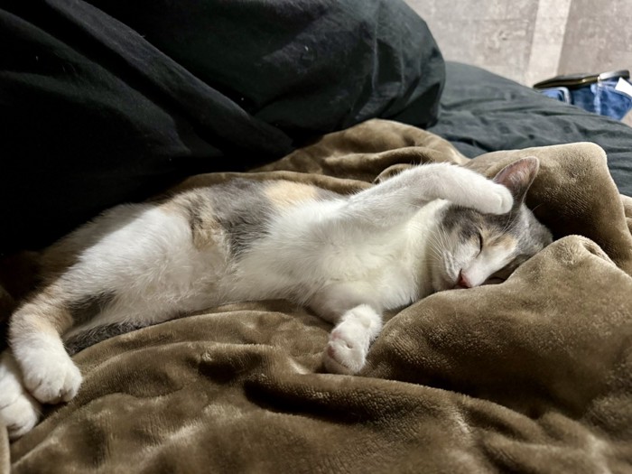 熟睡するむぎちゃん