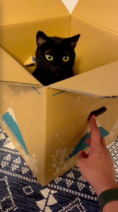 ダンボールの中に入った猫