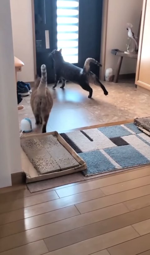 玄関ドアに近寄る2匹の猫