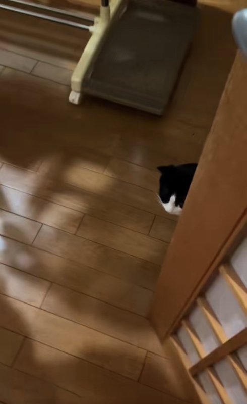 ドアの影から顔を出す猫