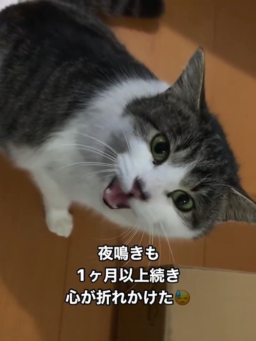 上を見て鳴く猫