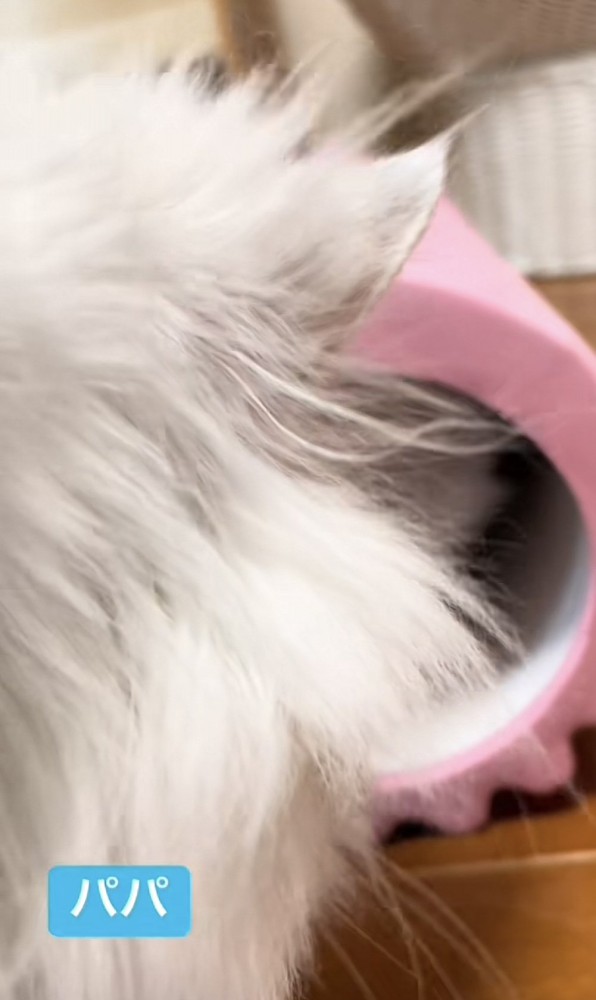 「パパ」のテロップ写真