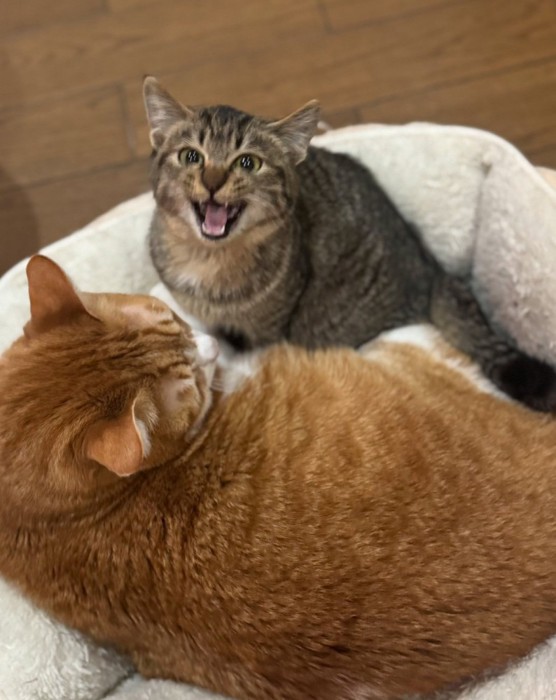 2匹の猫