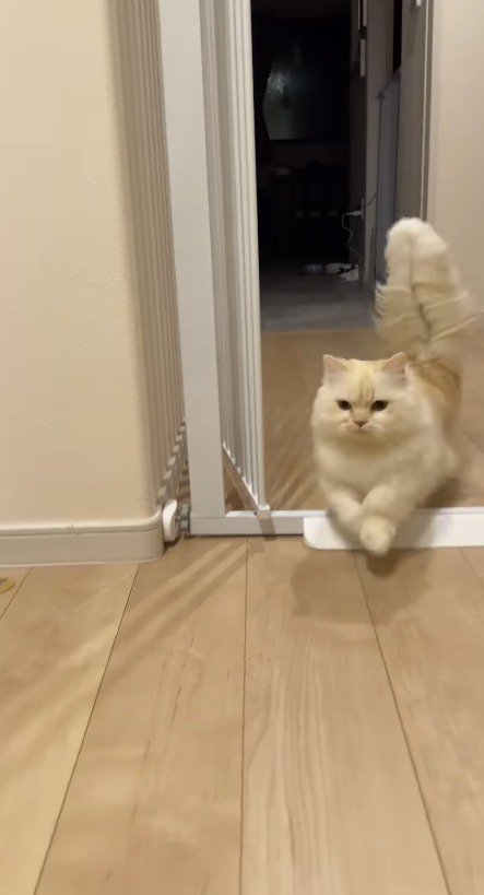 飼い主に駆け寄る猫