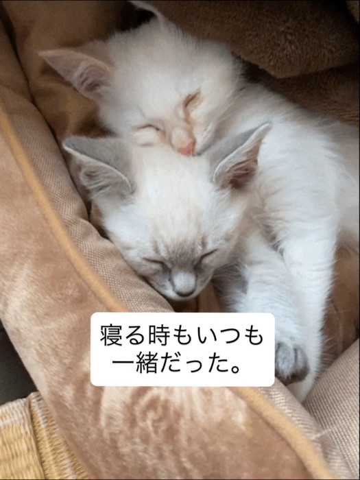 くっついて寝る2匹の子猫