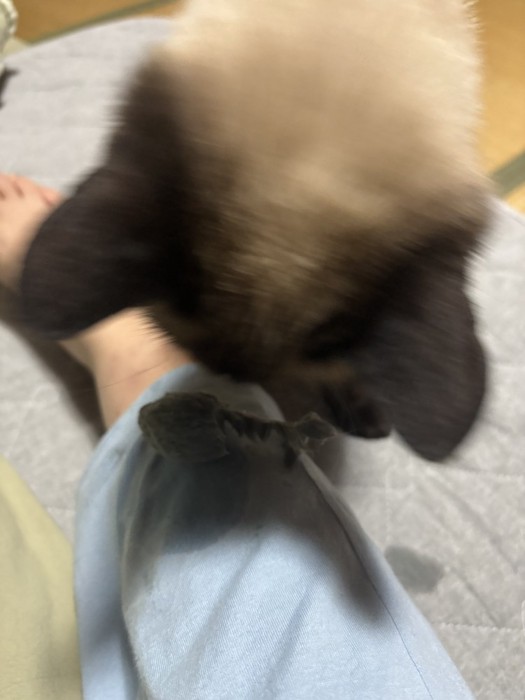 おこげちゃんと濡れたパジャマ