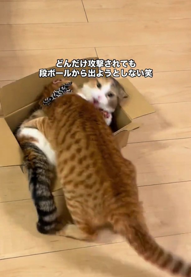 飛びつかれるぽんずちゃん