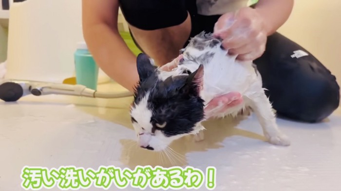パパに体をシャンプーされる白黒猫