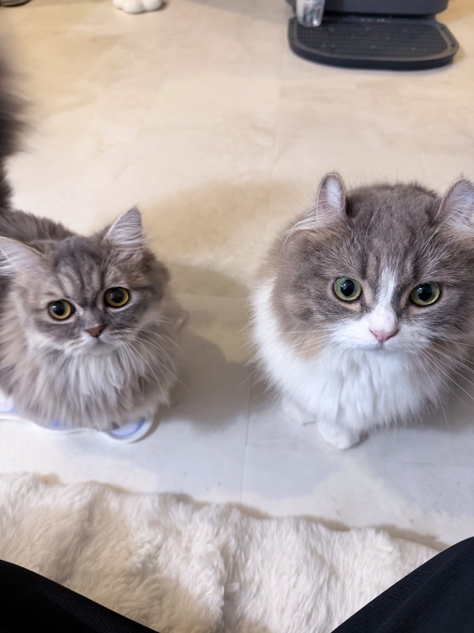 キンカロー種とミヌエット種の猫