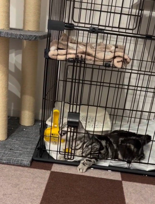 扉を噛む猫
