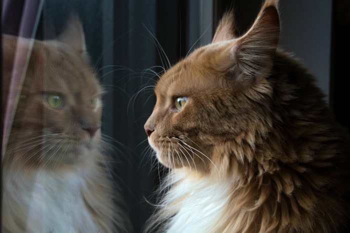 窓の外を眺めるメインクーン