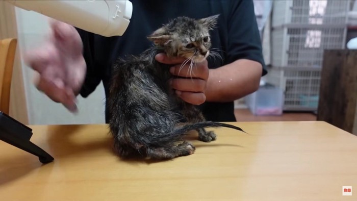 横を向いている猫