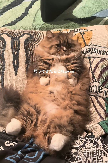 仰向けの猫
