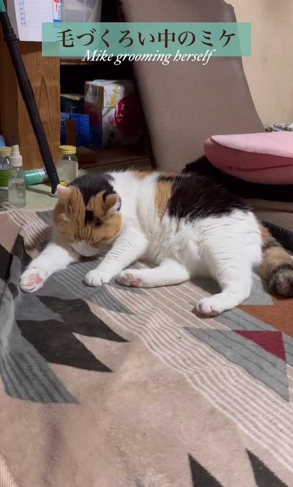 毛づくろいする猫