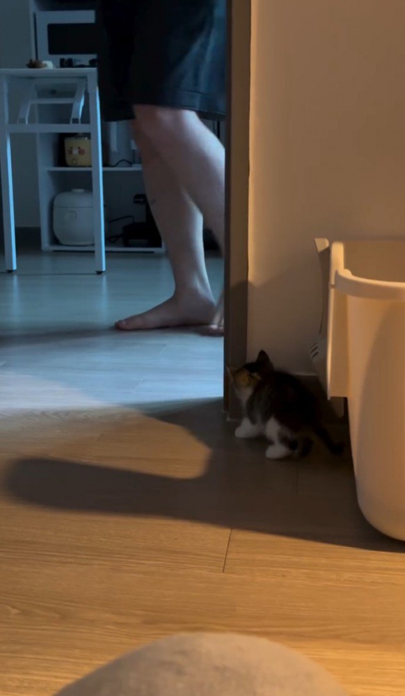 人間の足を狙う子猫
