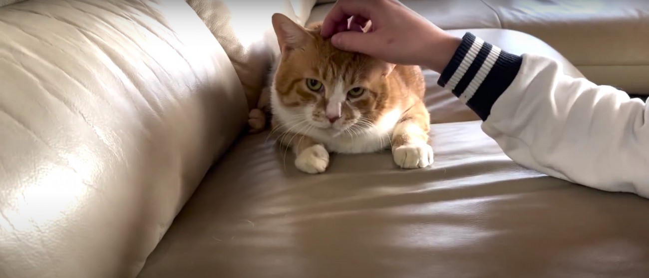 撫でられている猫