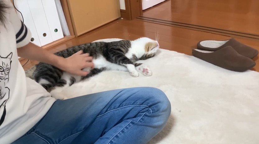 撫でられる猫