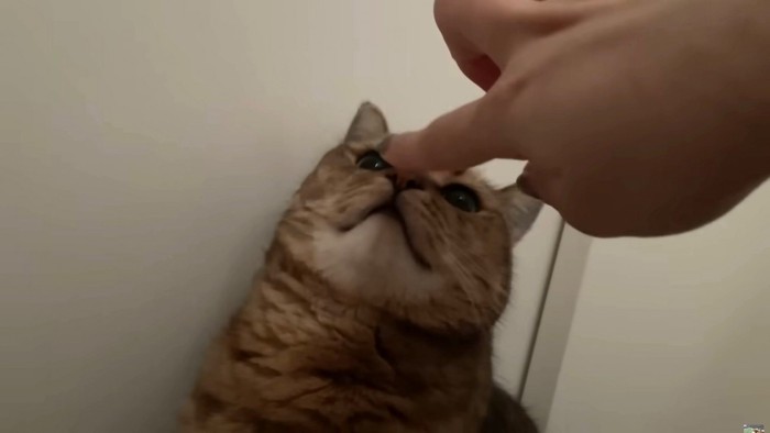 飼い主の指に鼻ちゅーする猫