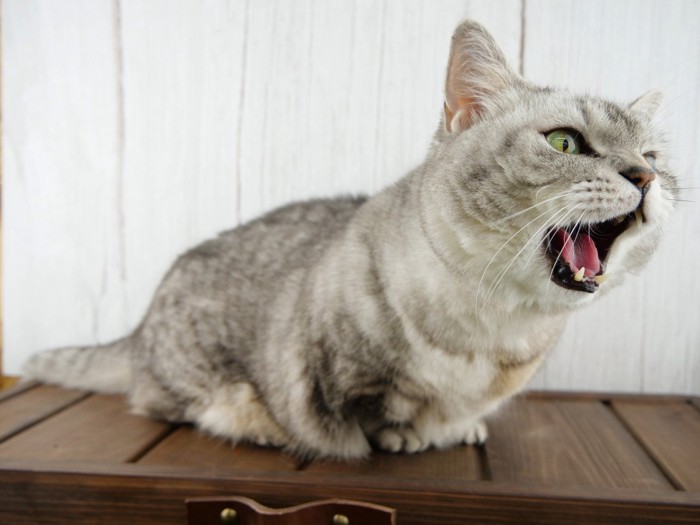 鳴いて訴える猫