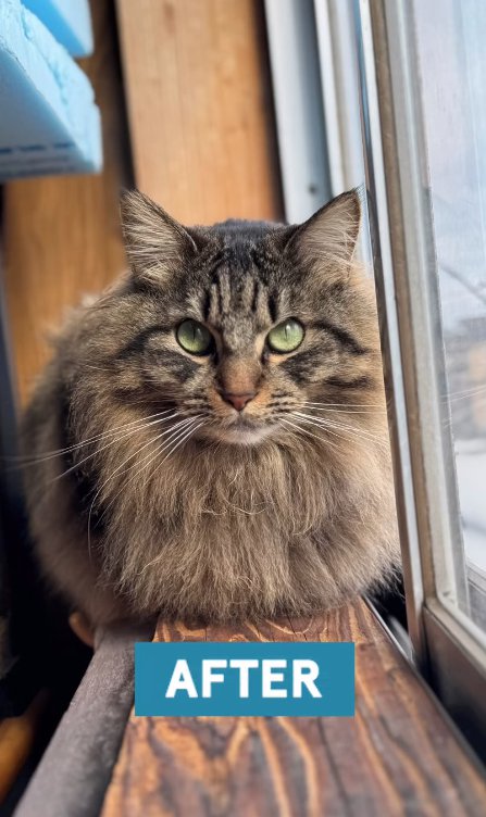 香箱座りをしている長毛猫