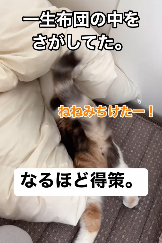 布団に顔を入れている猫