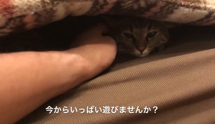 ソファの座布団の下に潜り込んでいる猫