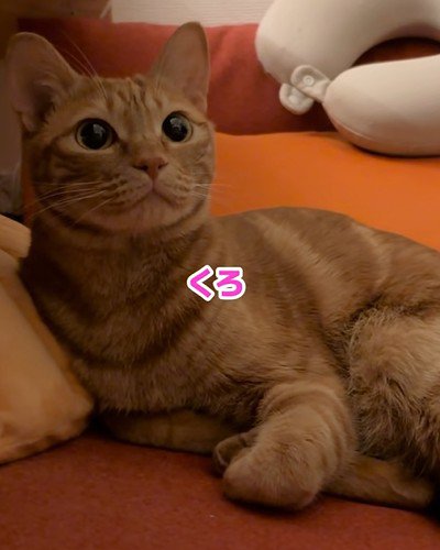 何度も名前を間違われる猫