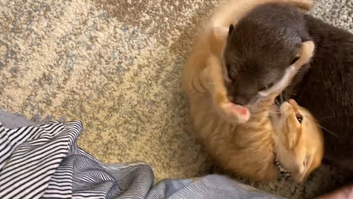 キックするもちくん