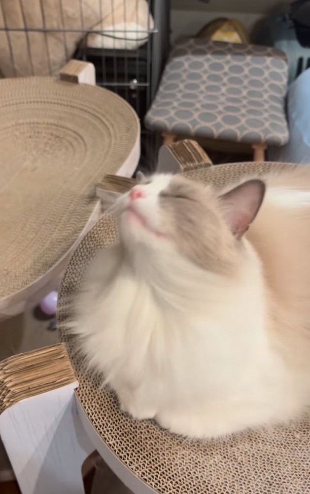 ブラッシングを中断