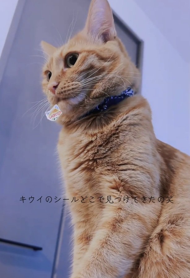 シールをつける猫