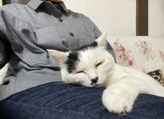 膝の上でくつろぐ猫