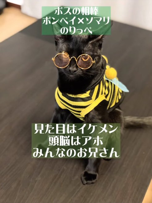 服を着てサングラスをつけている黒猫