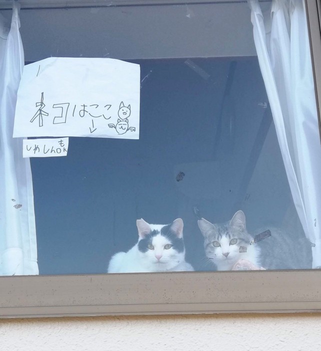 張り紙と2匹の猫