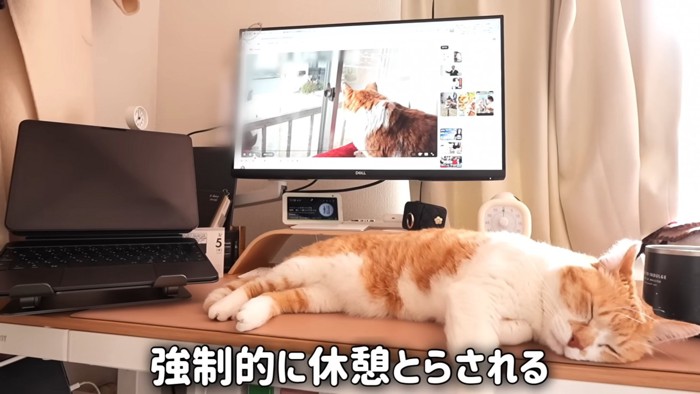 デスクで寝る猫