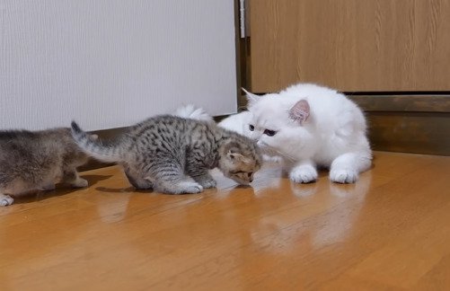 子猫のにおいをかぐパパ猫