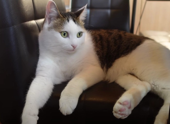 椅子の上でくつろぐ猫