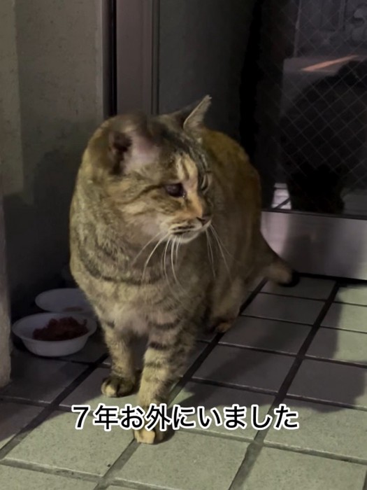 横を向く猫