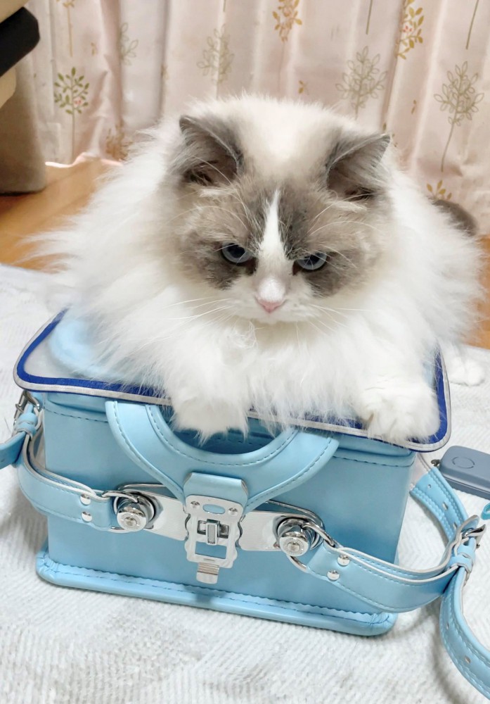 ランドセルに乗って睨みを利かせる猫