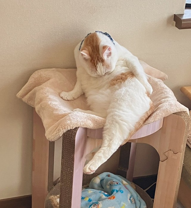 足がはみ出しながら毛づくろいをする猫