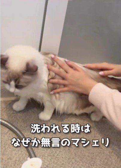 シャンプーをされている猫