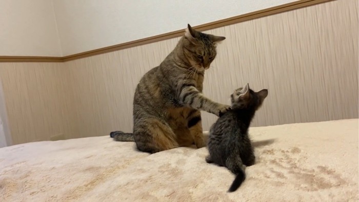 先住猫とじゃれあう子猫